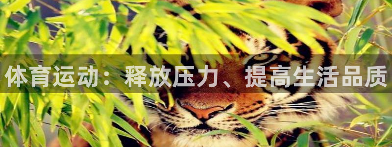 3377体育官网入口网页版