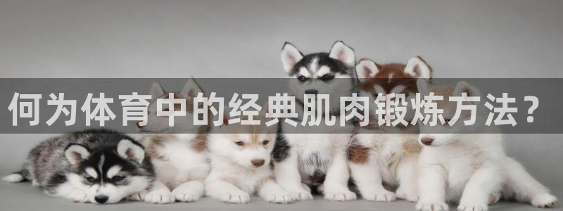 3377体育官网入口下载最新