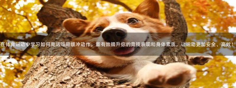 3377体育com：在体育运动中学习如何灵活运用缓冲动作，能有效提升你的竞技表现和身体素质，让运动更加安全、高效！